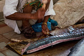 Oman: Fischverarbeitung